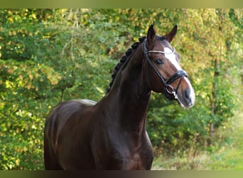 Schweizer Warmblut, Hengst, 5 Jahre, 174 cm, Brauner