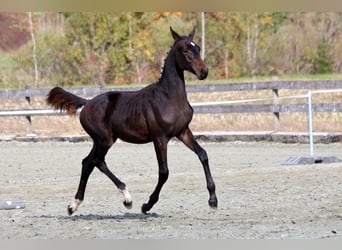 Schweizer Warmblut, Hengst, Fohlen (04/2024), 170 cm, Dunkelbrauner