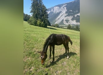 Schweizer Warmblut, Hengst, Fohlen (04/2024), 170 cm, Dunkelbrauner