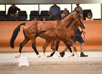 Schweizer Warmblut Mix, Hengst, Fohlen (01/2023), Brauner