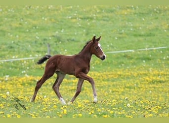 Schweizer Warmblut, Hengst, Fohlen (04/2024), Brauner