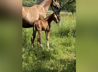 Schweizer Warmblut, Hengst, Fohlen (01/2026), Brauner