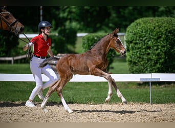 Schweizer Warmblut, Hengst, , Brauner