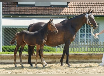 Schweizer Warmblut, Hengst, Fohlen (04/2024), Dunkelbrauner