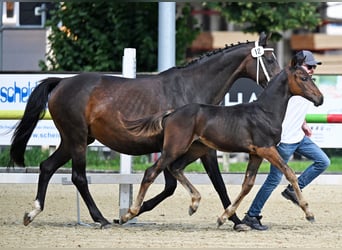 Schweizer Warmblut, Hengst, Fohlen (04/2024), Dunkelbrauner