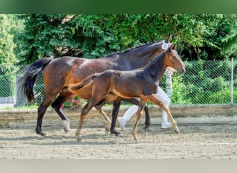 Schweizer Warmblut, Hengst, Fohlen (04/2024), Dunkelbrauner