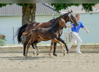 Schweizer Warmblut, Hengst, Fohlen (04/2024), Dunkelbrauner