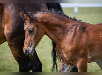 Schweizer Warmblut, Hengst, Fohlen (05/2023), Dunkelbrauner