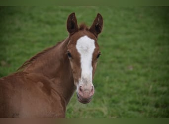 Schweizer Warmblut, Hengst, Fohlen (04/2024), Fuchs