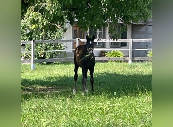 Schweizer Warmblut, Hengst, Fohlen (05/2024), Rappe