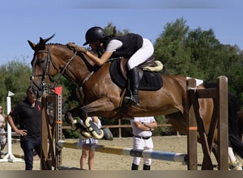 Schweizer Warmblut, Stute, 10 Jahre, 165 cm, Falbe Schweizer Warmblut, Stute, 10 Jahre, 165 cm, Falbe