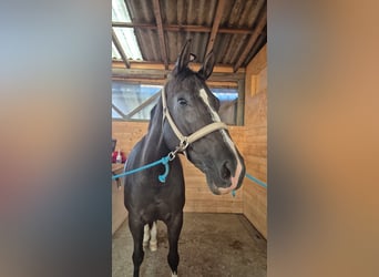 Schweizer Warmblut, Stute, 10 Jahre, 166 cm, Dunkelfuchs