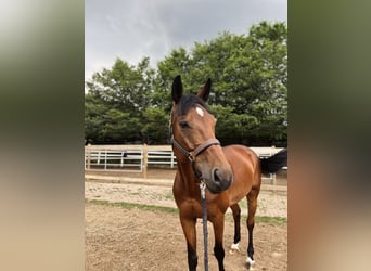 Schweizer Warmblut, Stute, 10 Jahre, 168 cm, Brauner