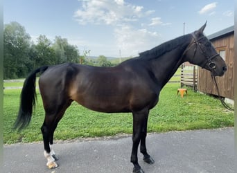 Schweizer Warmblut, Stute, 10 Jahre, 172 cm, Rotbrauner