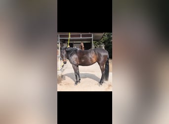 Schweizer Warmblut, Stute, 11 Jahre, 167 cm, Dunkelbrauner