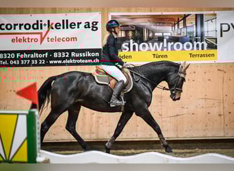 Schweizer Warmblut, Stute, 11 Jahre, 168 cm