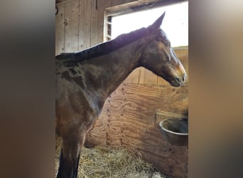 Schweizer Warmblut, Stute, 12 Jahre, 160 cm, Dunkelbrauner