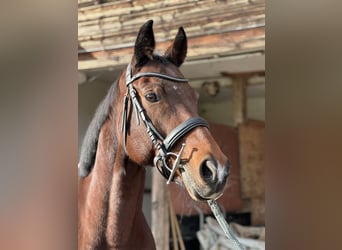 Schweizer Warmblut, Stute, 12 Jahre, 164 cm, Brauner