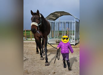 Schweizer Warmblut, Stute, 12 Jahre, 170 cm, Brauner