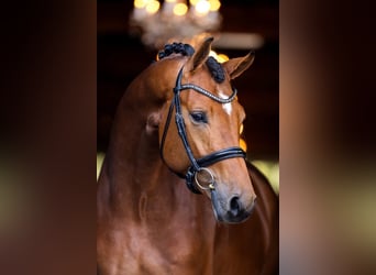 Schweizer Warmblut, Stute, 12 Jahre, 175 cm, Fuchs