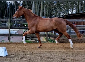 Schweizer Warmblut, Stute, 12 Jahre, 175 cm, Fuchs