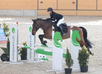 Schweizer Warmblut, Stute, 13 Jahre, 165 cm, Brauner