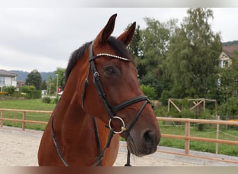 Schweizer Warmblut, Stute, 13 Jahre, 165 cm, Brauner