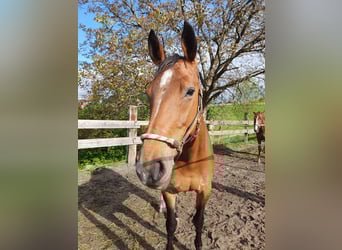 Schweizer Warmblut, Stute, 13 Jahre, 166 cm, Brauner
