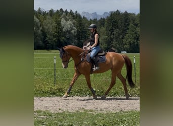 Schweizer Warmblut, Stute, 13 Jahre, 166 cm, Fuchs