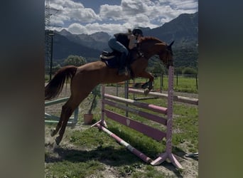 Schweizer Warmblut, Stute, 13 Jahre, 166 cm, Fuchs