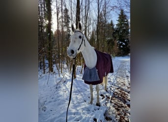 Schweizer Warmblut, Stute, 13 Jahre, 170 cm, Schimmel