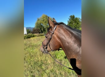 Schweizer Warmblut, Stute, 13 Jahre, 173 cm, Brauner