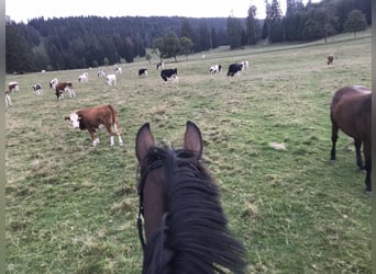 Schweizer Warmblut, Stute, 13 Jahre, 173 cm, Brauner