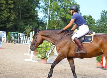 Schweizer Warmblut, Stute, 13 Jahre, 173 cm, Brauner