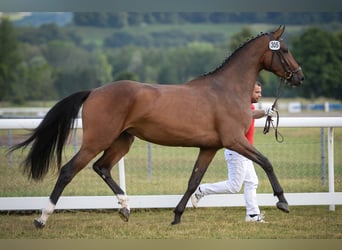 Schweizer Warmblut, Stute, 13 Jahre, 173 cm, Brauner