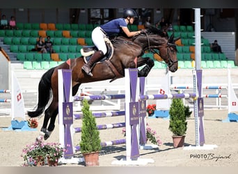 Schweizer Warmblut, Stute, 13 Jahre, 173 cm, Brauner