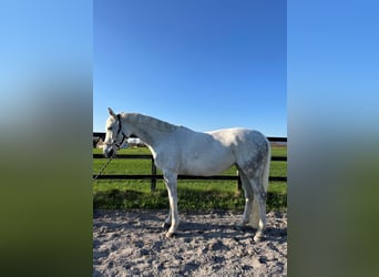 Schweizer Warmblut, Stute, 14 Jahre, 160 cm, Fliegenschimmel