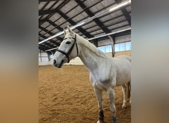 Schweizer Warmblut, Stute, 14 Jahre, 160 cm, Fliegenschimmel