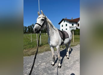 Schweizer Warmblut, Stute, 14 Jahre, 160 cm, Fliegenschimmel