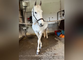 Schweizer Warmblut, Stute, 14 Jahre, 160 cm, Fliegenschimmel