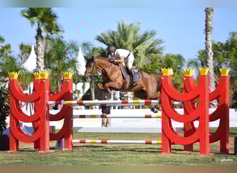 Schweizer Warmblut, Stute, 14 Jahre, 164 cm, Fuchs