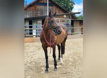 Schweizer Warmblut, Stute, 14 Jahre, 168 cm, Dunkelbrauner