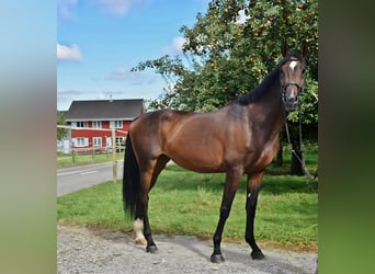 Schweizer Warmblut, Stute, 14 Jahre, 178 cm, Brauner