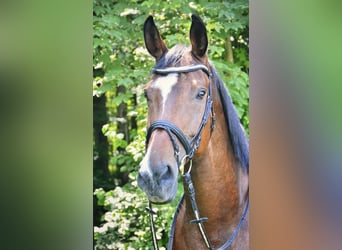 Schweizer Warmblut, Stute, 14 Jahre, 180 cm, Brauner