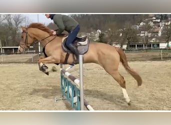 Schweizer Warmblut, Stute, 15 Jahre, 167 cm, Fuchs