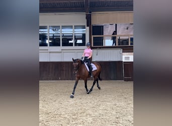 Schweizer Warmblut, Stute, 15 Jahre, Brauner