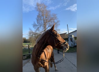 Schweizer Warmblut, Stute, 16 Jahre, 165 cm, Fuchs