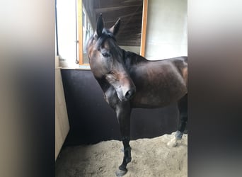 Schweizer Warmblut, Stute, 16 Jahre, Brauner