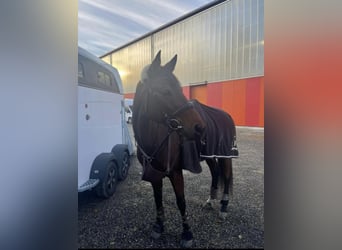 Schweizer Warmblut, Stute, 16 Jahre, Brauner