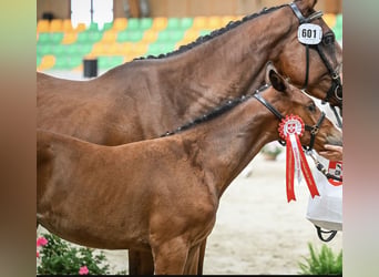 Schweizer Warmblut, Stute, 1 Jahr, Brauner